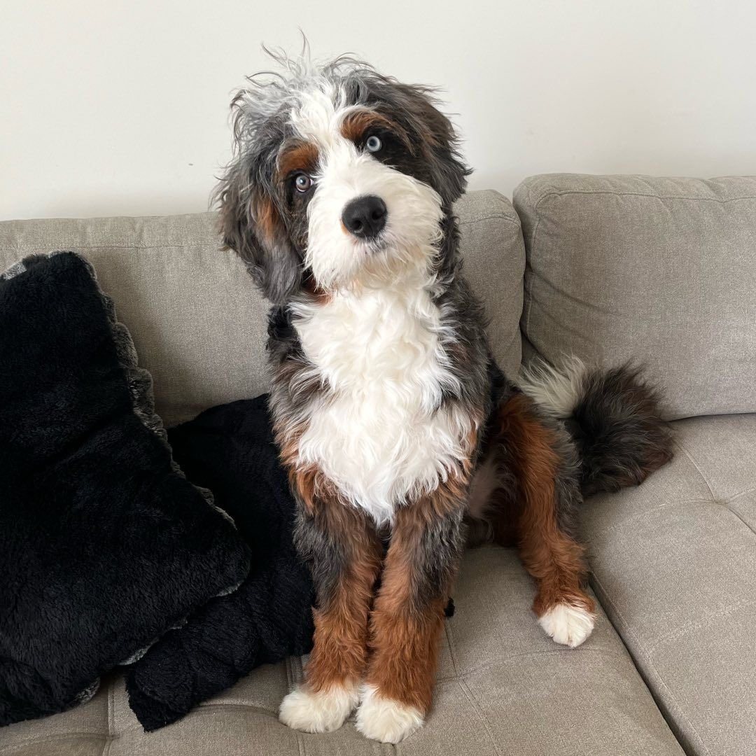 Available Benedoodles BERNEDOODLE RESCUE REHOMING SHELTER